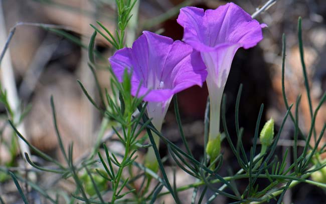 Ipomoea capillacea, Purple Morning-glory, Southwest Desert Flora